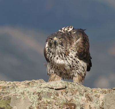 Havikarend (Bonelli's Eagle)