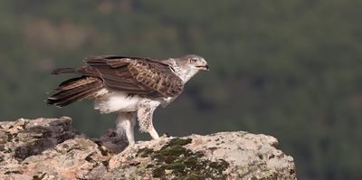 Havikarend (Bonelli's Eagle)