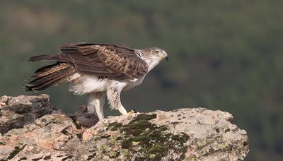 Havikarend (Bonelli's Eagle)