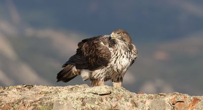 Havikarend (Bonelli's Eagle)