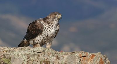 Havikarend (Bonelli's Eagle)
