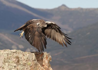 Havikarend (Bonelli's Eagle)