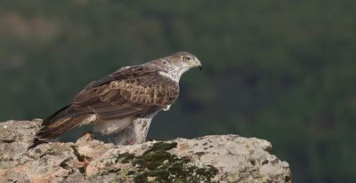 Havikarend (Bonelli's Eagle)