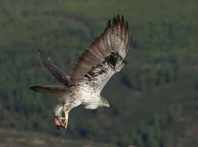 Havikarend (Bonelli's Eagle)