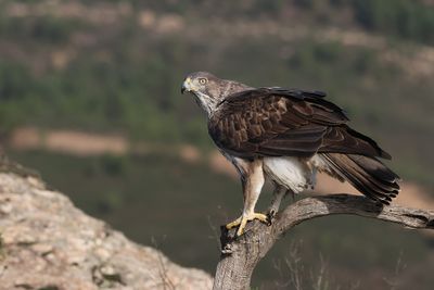Havikarend (Bonelli's Eagle)