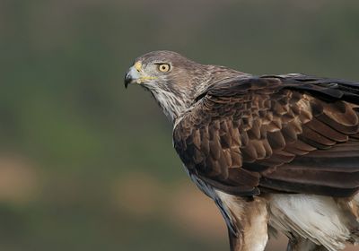 Havikarend (Bonelli's Eagle)