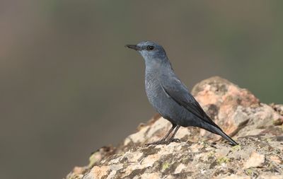 Blauwe Rotslijster (Blue Rock Thrush)