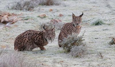 Pardellynx (Iberian Lynx)