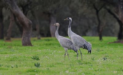 Kraanvogels (Common Cranes)