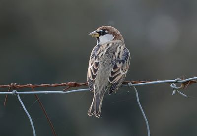 Spaanse Mus (Spanish Sparrow)