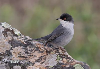 Kleine Zwartkop (Sardinian Warbler)