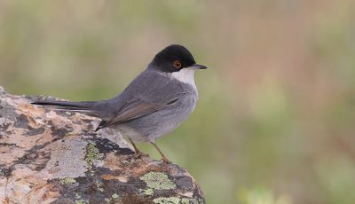 Kleine Zwartkop (Sardinian Warbler)