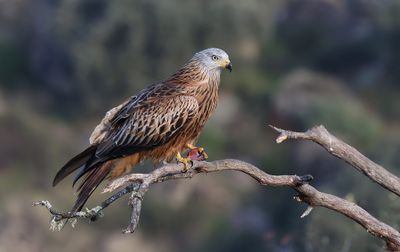 Rode Wouw (Red Kite)