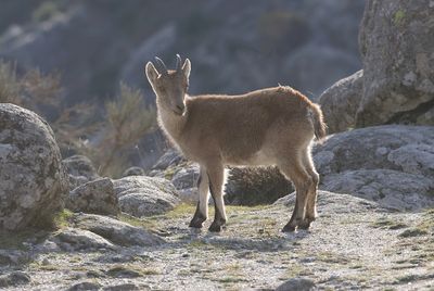 Spaanse- of Iberische Steenbok (Iberian Ibex)