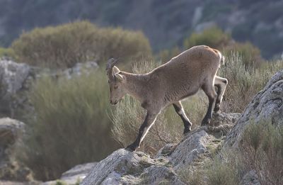 Spaanse- of Iberische Steenbok (Iberian Ibex)