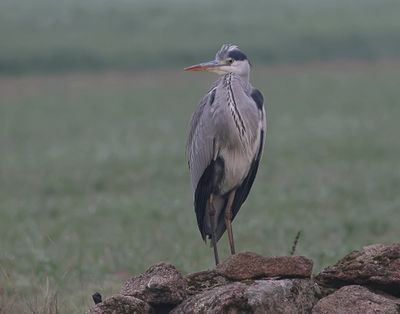 Blauwe Reiger (Grey Heron)