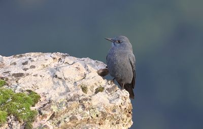 Blauwe Rotslijster (Blue Rock Thrush)