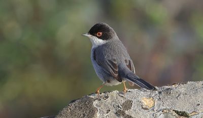 Kleine Zwartkop (Sardinian Warbler)