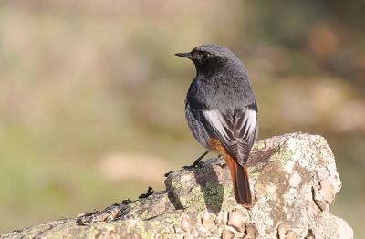 Zwarte Roodstaart (Black Redstart)