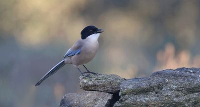 Blauwe Ekster (Iberian Magpie)