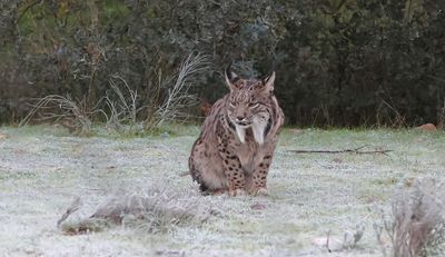 Pardellynx (Iberian Lynx)