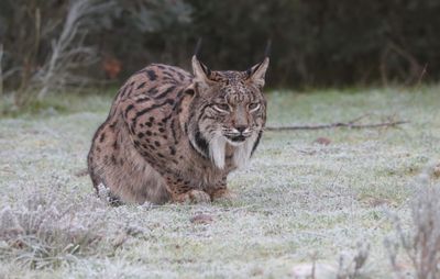 Pardellynx (Iberian Lynx)