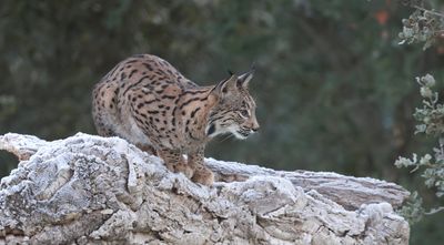 Pardellynx (Iberian Lynx)