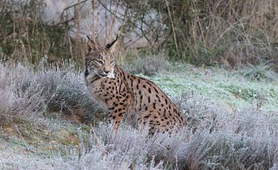 Pardellynx (Iberian Lynx)