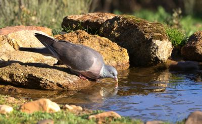 Houtduif (Common Wood Pigeon)