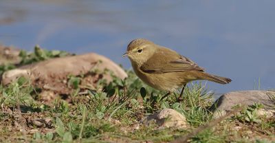 Tjiftjaf (Common Chiffchaff)
