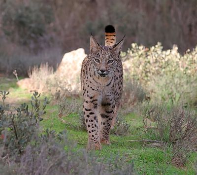Pardellynx (Iberian Lynx)
