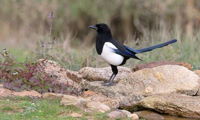 Ekster (Eurasian Magpie)