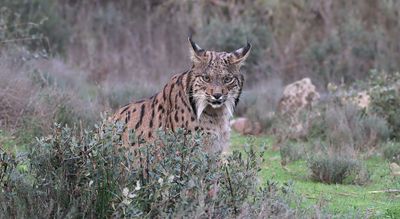 Pardellynx (Iberian Lynx)