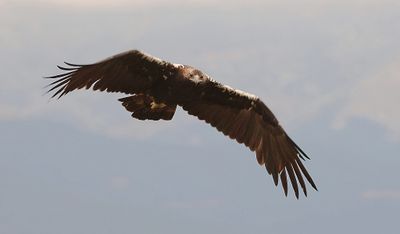 Spaanse Keizerarend (Spanish Imperial Eagle)