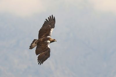 Spaanse Keizerarend (Spanish Imperial Eagle)