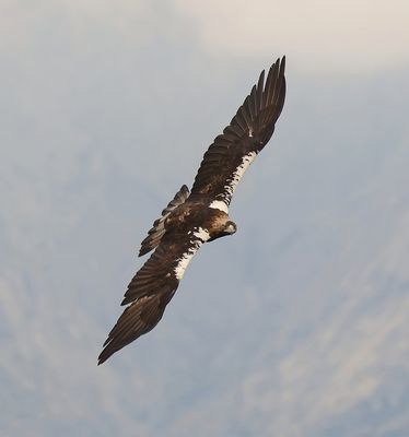 Spaanse Keizerarend (Spanish Imperial Eagle)