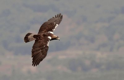 Spaanse Keizerarend (Spanish Imperial Eagle)