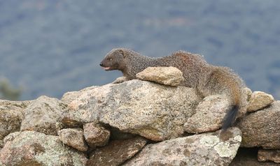 Mangoest (Egyptian Mongoose)