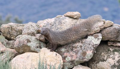 Mangoest (Egyptian Mongoose)