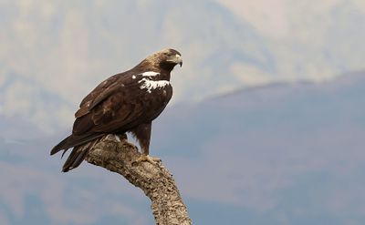 Spaanse Keizerarend (Spanish Imperial Eagle)