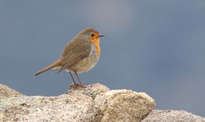 Roodborst (European Robin)