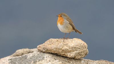 Roodborst (European Robin)