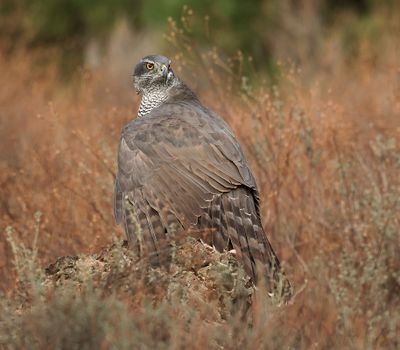 Havik (Northern Goshawk)