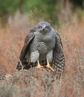 Havik (Northern Goshawk)