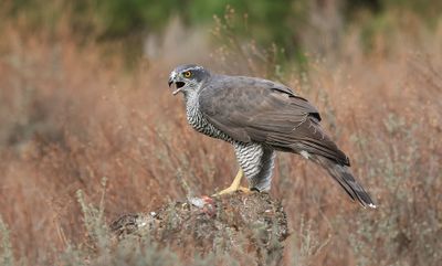 Havik (Northern Goshawk)