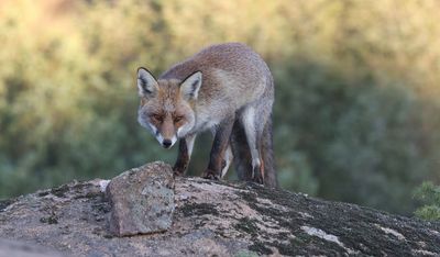 Vos (Red Fox)