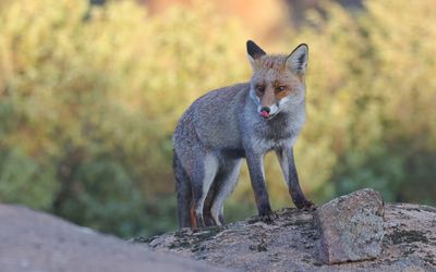 Vos (Red Fox)