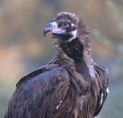 Monniksgier (Black Vulture)