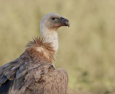 Vale Gier (Griffon Vulture)