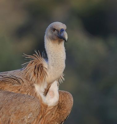 Vale Gier (Griffon Vulture)